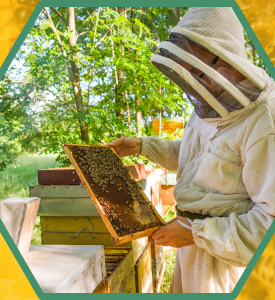photograph of a beekeeper in beekeeping suit at a beehive