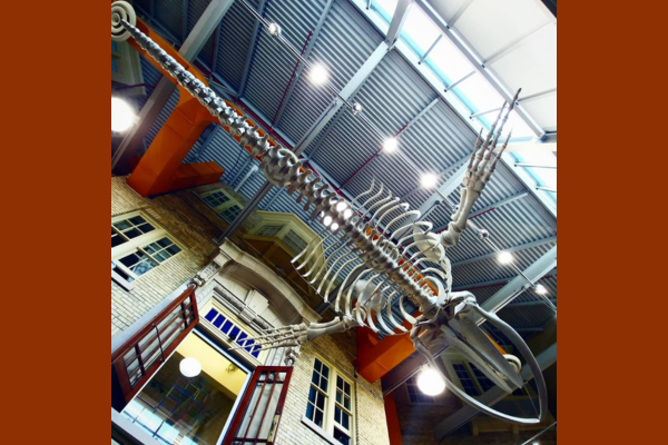 skeleton of a whale hanging from the ceiling