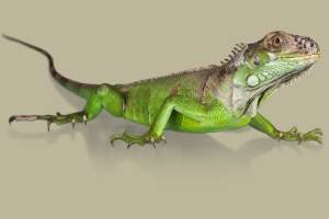 picture of an iguana