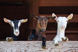 Three goats have their hooves over a barn door and are looking at the camera
