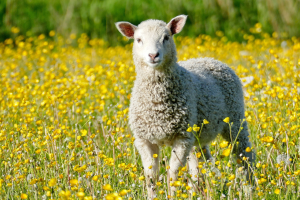 picture of a sheep standing in a meadow