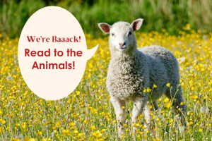 photograph of a lamb in a field of wildflowers. Words - We're Baaack! Read to the Animals