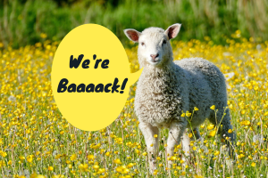 picture of a sheep standing in a wild flower meadow; speech bubble from the sheep says "we're baaack"