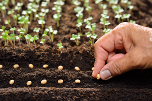 a hand placing seeds in the ground in rows