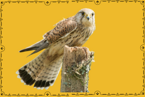bird of prey sitting on a post on a yellow background