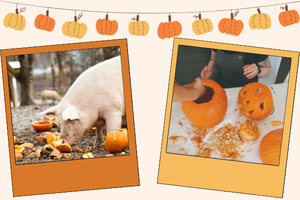 Illustration of a garland of pumpkins across the top and 2 photos: a pig eating a pumpkin and a photo of removing seeds from a pumpkin